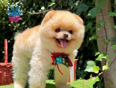 Boo Pomeranian 1 yaşında Egitimli gerçek bir Ayi