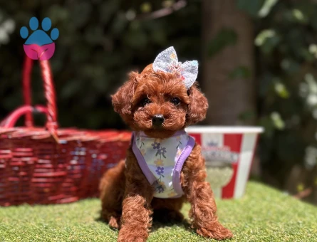 Toy Poodle Safkan En Küçük Boy Yavrularımız
