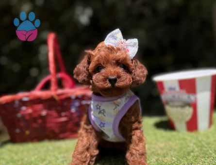 Toy Poodle Safkan En Küçük Boy Yavrularımız