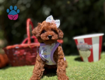 Toy Poodle Safkan En Küçük Boy Yavrularımız