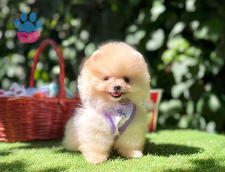 Boo Pomeranian Teddy Bear Ultra Mini Yavrularimiz