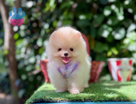 Boo Pomeranian Teddy Bear Ultra Mini Yavrularimiz