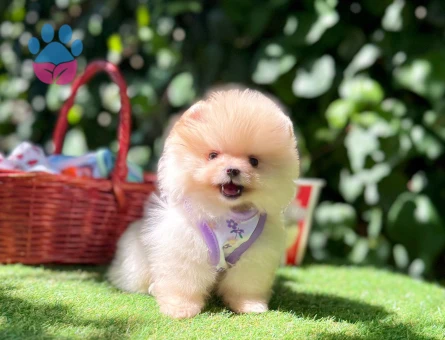 Boo Pomeranian Teddy Bear Ultra Mini Yavrularimiz - 5068