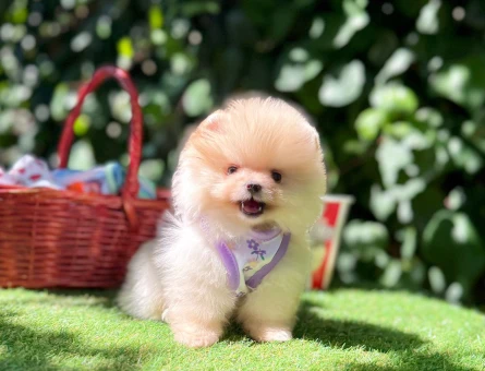 Boo Pomeranian Teddy Bear Ultra Mini Yavrularimiz - 5068