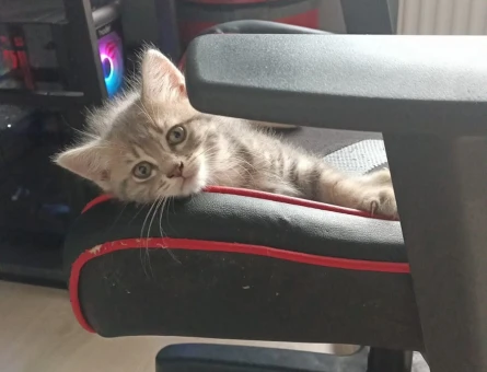 British Shorthair 1 Yaşında Yuva Arıyor - 5069