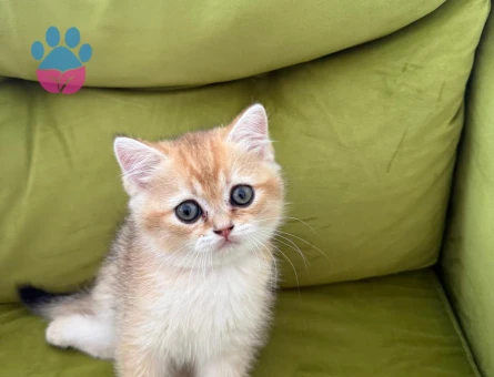 Erkek british longhair 2 Aylık