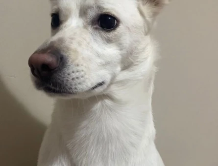 Köpeğimizi sahiplendirmek istiyoruz - 5072