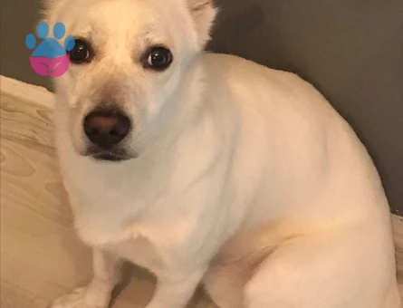 Köpeğimizi sahiplendirmek istiyoruz