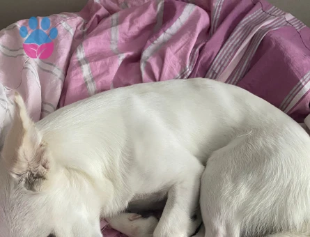 Köpeğimizi sahiplendirmek istiyoruz