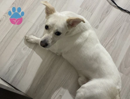 Köpeğimizi sahiplendirmek istiyoruz