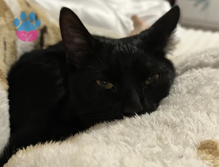 2 Yaşında Erkek Bombay Kedi