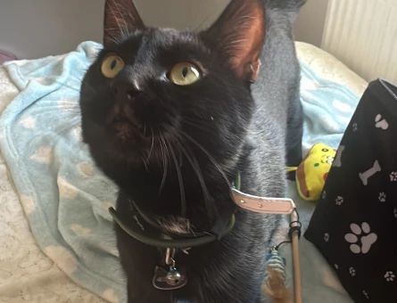2 Yaşında Erkek Bombay Kedi - 5073