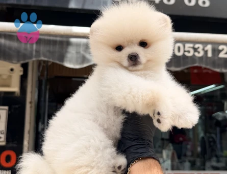 Pomeranian Boo