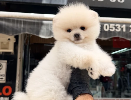Pomeranian Boo - 5074