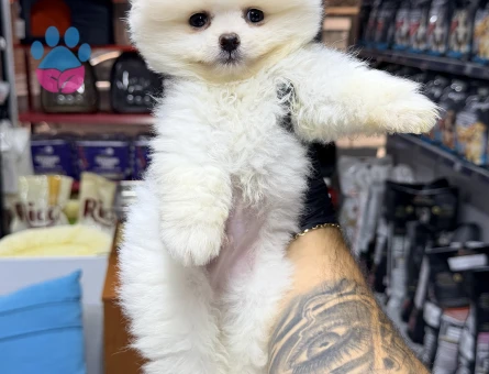 Pomeranian Boo