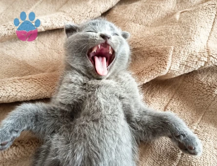 Scottish Fold 2 Aylık Dişi ve Erkek Yavrular