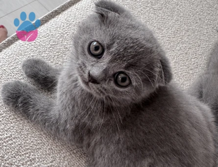 Scottish Fold Erkek Yuva Arıyor