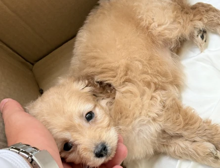 Toy Poodle 2 Aylık Yuva Arıyor - 5079