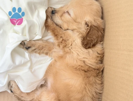Toy Poodle 2 Aylık Yuva Arıyor