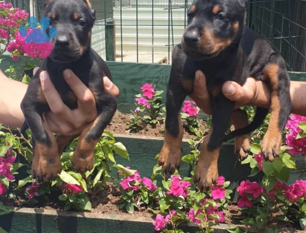 King doberman yavrularım