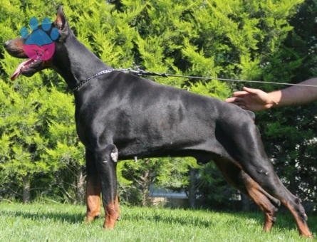 King doberman yavrularım - 6531