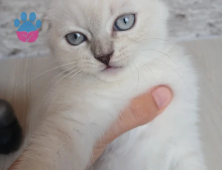 Yavru Scottish Fold 2 Aylık Kedim Yuva Arıyor
