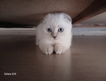 Yavru Scottish Fold 2 Aylık Kedim Yuva Arıyor - 6536