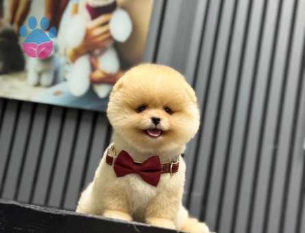 Pomeranian dişi mini ayıcık yavrumuz
