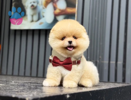 Pomeranian dişi mini ayıcık yavrumuz