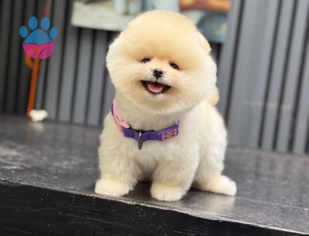 Pomeranian mini erkek yavrumuz teddy