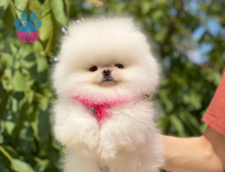 Kar Beyazı Kürküyle Göz Kamaştıran Pomeranian Boo Yavrusu