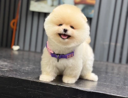 Muhteşem Pomeranian Boo Yavrusu – Sevimli ve Özel Görünüm - 6544