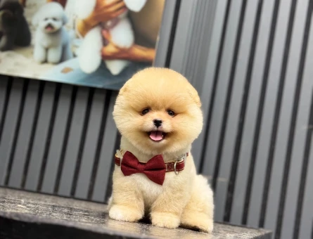 Göz Alıcı Pomeranian Boo Yavrusu – Muhteşem Görünüm ve Sevimli Karakter - 6545