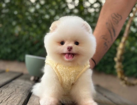 Göz Alıcı Görünümüyle Muhteşem Pomeranian Boo Yavrusu - 6547