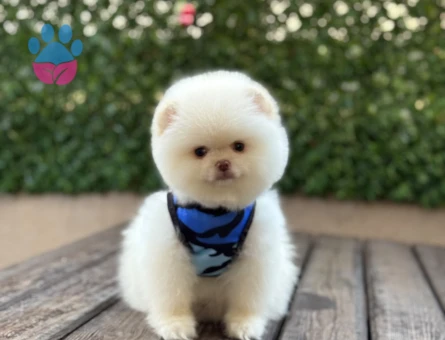 İddialı Görünümüyle Dikkat Çeken Pomeranian Boo Yavrusu - 6548