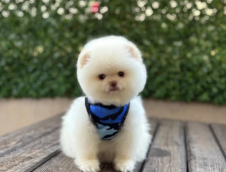 İddialı Görünümüyle Dikkat Çeken Pomeranian Boo Yavrusu - 6548