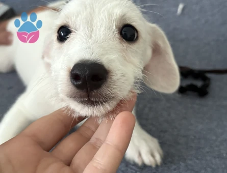 Maltese terrier yavruları - 6555