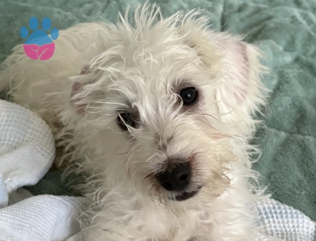Maltese terrier yavruları