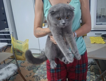 Scottish Fold 1 Yaşında Eş Arıyor - 118984748
