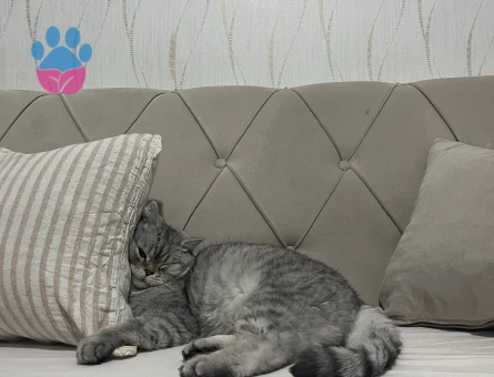 MİEL’E ÖMÜRLÜK YUVA ARANIYOR