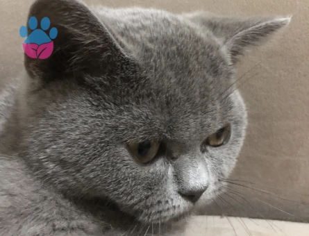 Biritish kedime yuva arıyorum