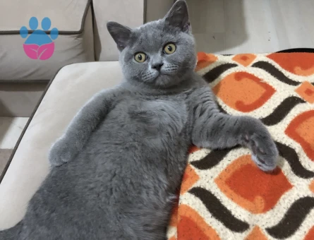 Biritish kedime yuva arıyorum