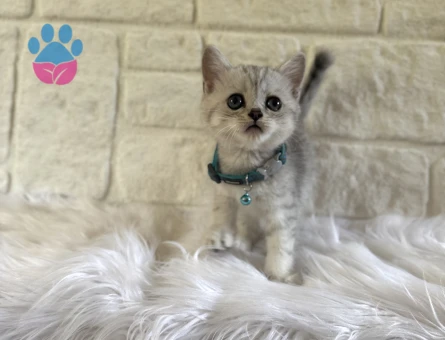 British Shorthair Silver Tabby Erkek 2 Aylık Yavrumuz