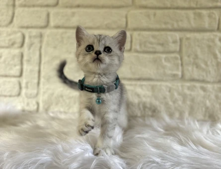 British Shorthair Silver Tabby Erkek 2 Aylık Yavrumuz
