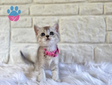British Shorthair Silver Tabby Dişi 2 Aylık