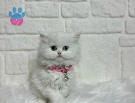 British Longhair Masalsı Güzellik 2 Aylık