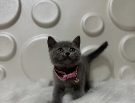 British Shorthair Gri Erkek 2 Aylık Yavrumuz