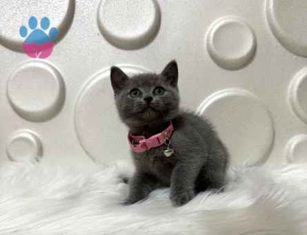 British Shorthair Gri Erkek 2 Aylık Yavrumuz
