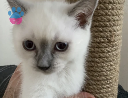 British  2 Aylık Yavru dişi