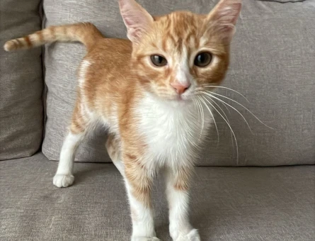 Kikiye Ömürlük Yuva Arıyoruz